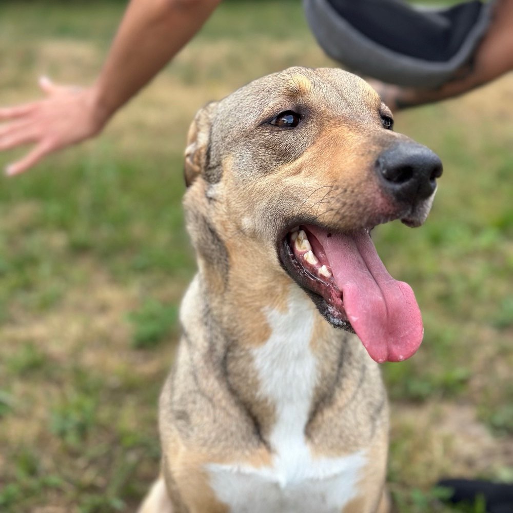 Hundetreffen-Social walk-Profilbild