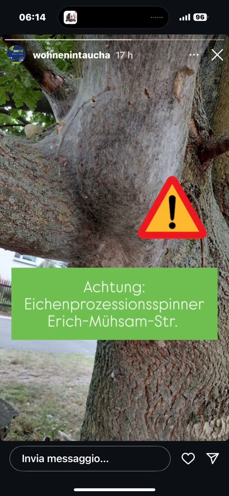 Giftköder-Eichenprozessionsspinner-Profilbild