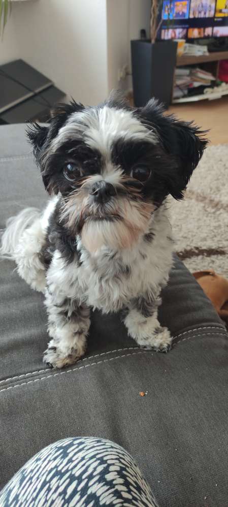 Hundetreffen-Kleiner Freund zum Toben und Spielen gesucht-Profilbild