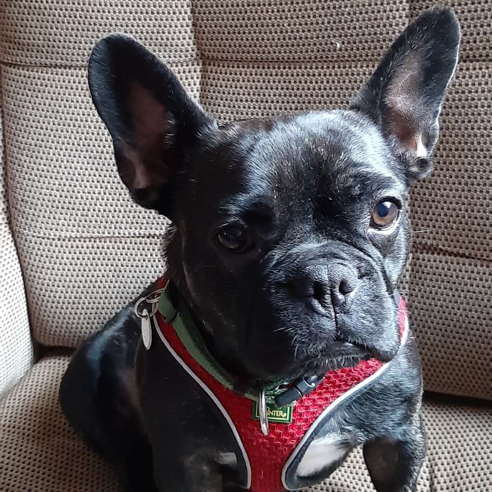 Hundetreffen-Hunde treffen-Profilbild