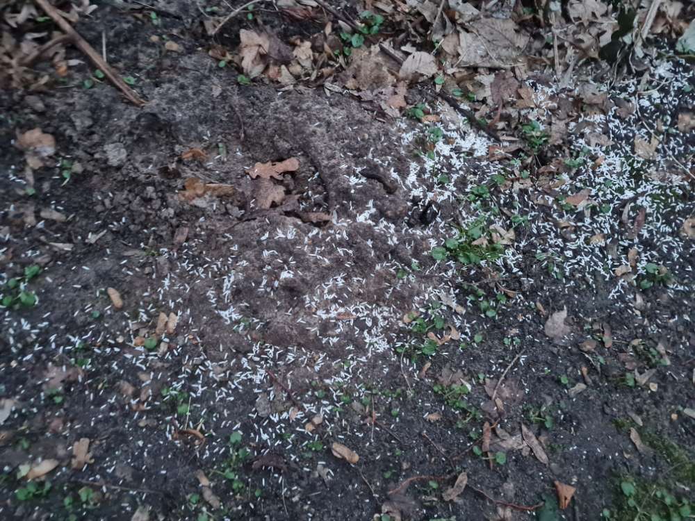 Giftköder-Weisse Körner (Reis?)-Profilbild