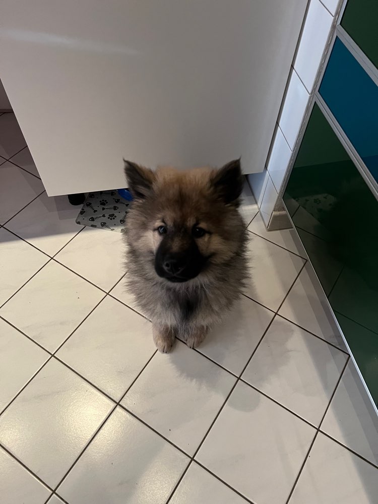 Hundetreffen-Welpen treffen-Profilbild