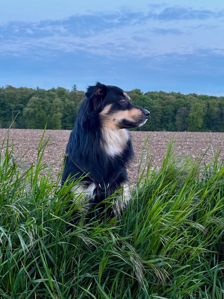 Hundetreffen-Gassirunde und spielen-Profilbild