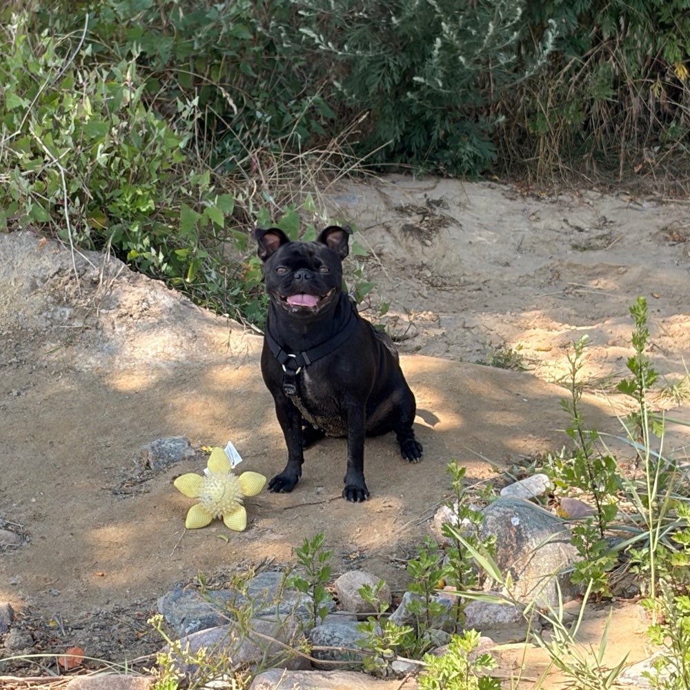 Hundetreffen-Begegnungstraining-Profilbild