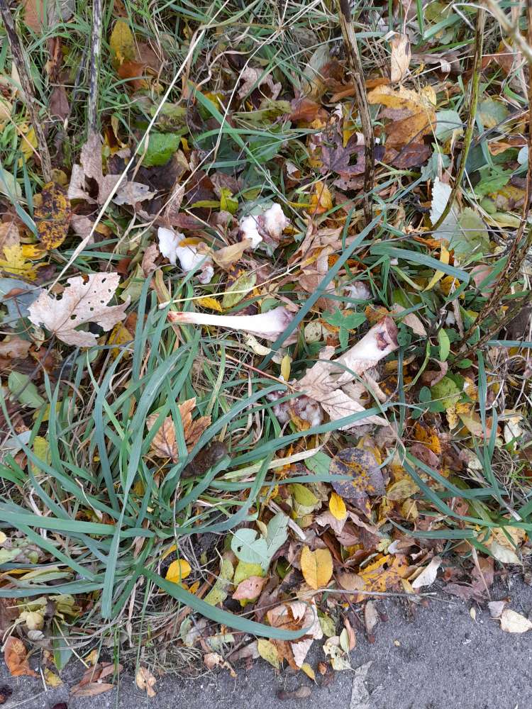 Giftköder-Knochen-Profilbild