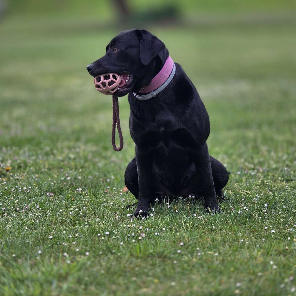 Hundetreffen-Gemeinsames Gassi-Profilbild