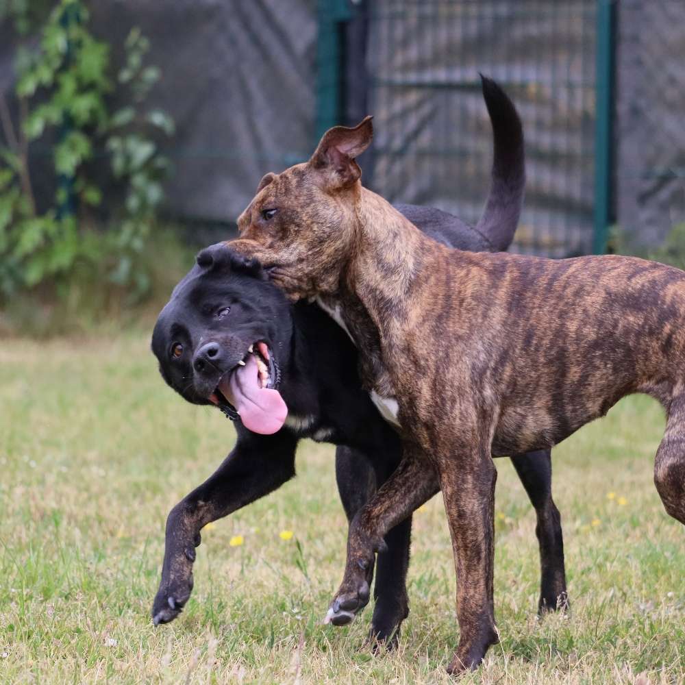 Hundetreffen-Trainings, Spiel und Gassipartner gesucht-Profilbild