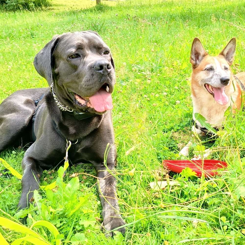 Hundetreffen-Training und Spielpartner-Profilbild
