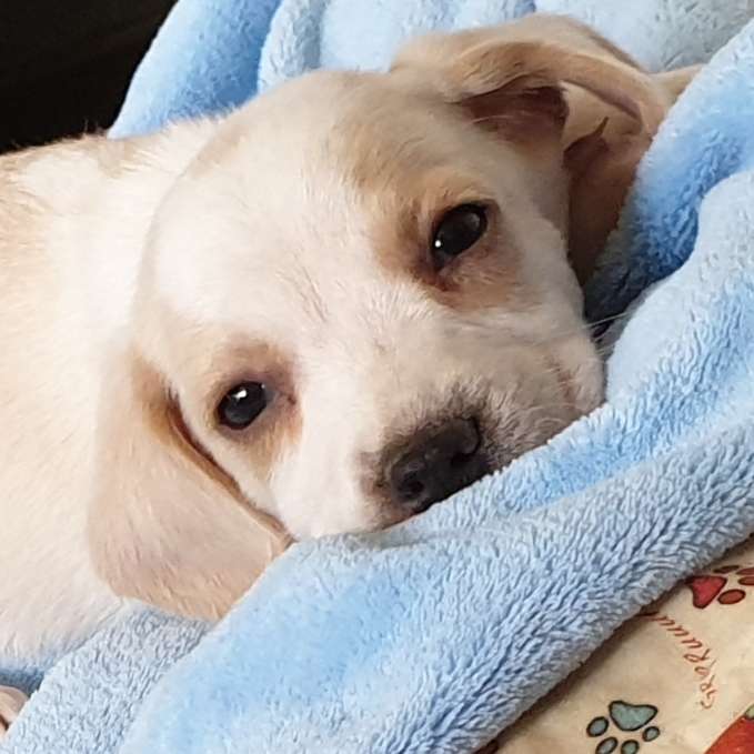 Hundetreffen-Welpen Treffen Horn-Profilbild