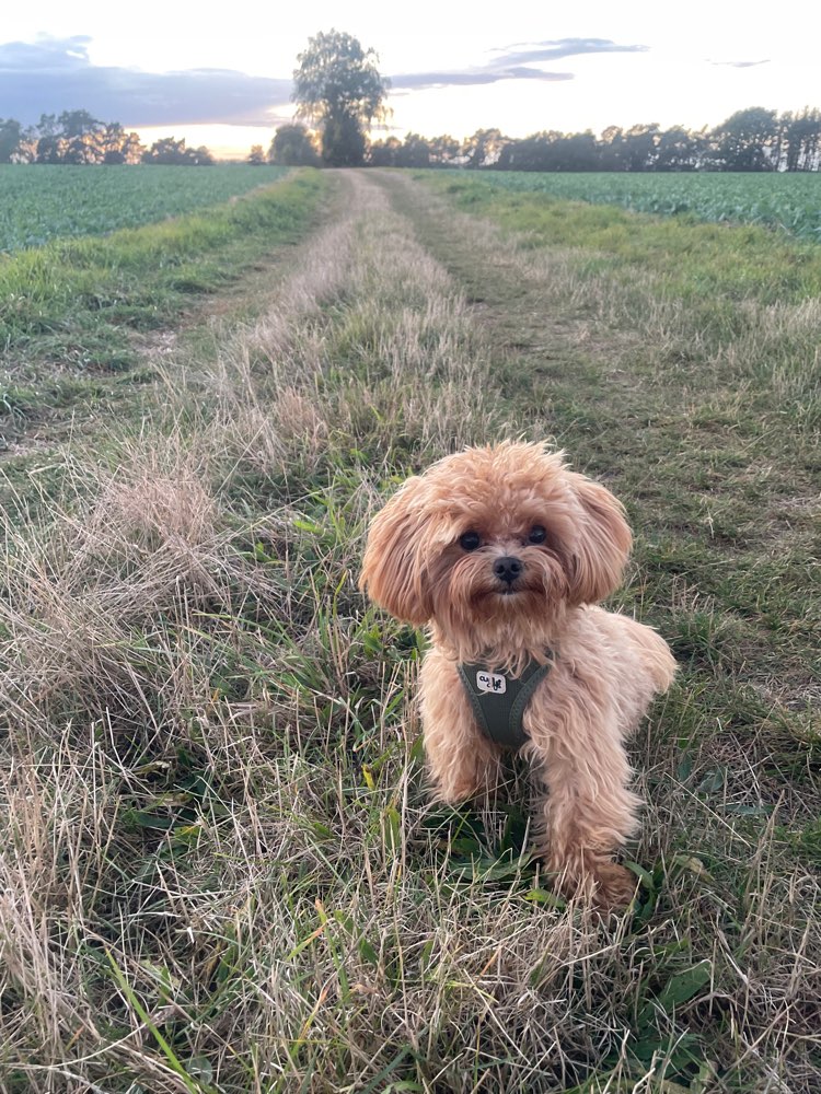 Hundetreffen-Gassi und/oder Spieltreffen (Max.4 Kilo)-Profilbild