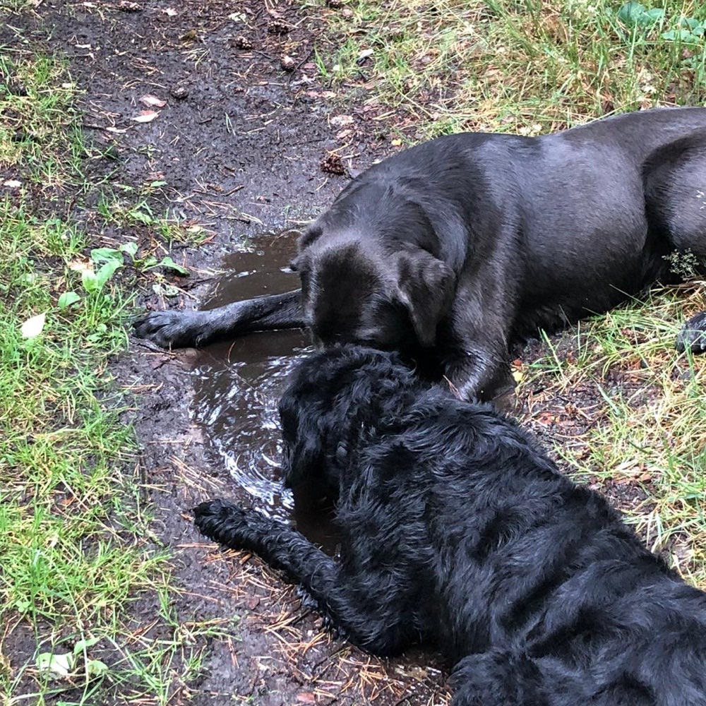 Hundetreffen-Gassi & toben-Profilbild