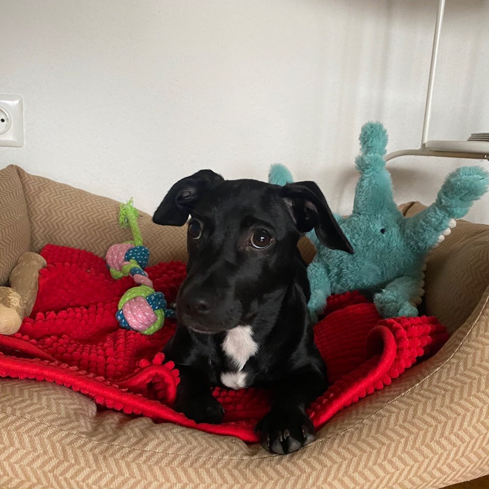 Hundetreffen-Spielfreunde gesucht-Profilbild