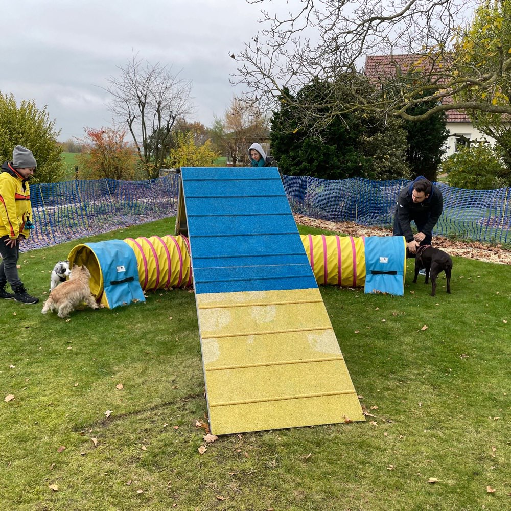 Hundetreffen-Lust auf Fungility?-Profilbild