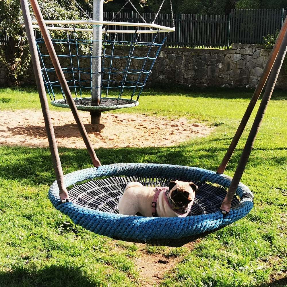 Hundetreffen-Spielgruppe-Profilbild