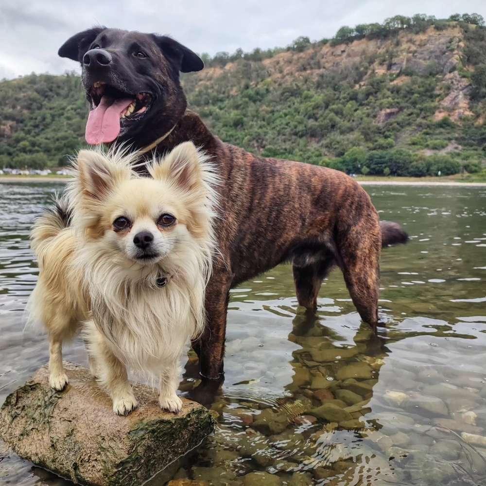 Hundetreffen-Wander Buddys-Profilbild