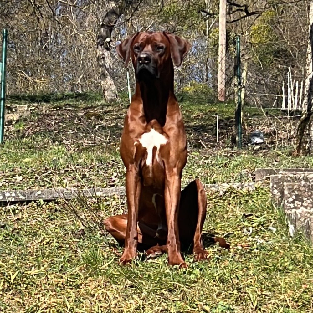 Hundetreffen-Social Walk / gerne in kleiner Gruppe ohne Freilauf-Profilbild
