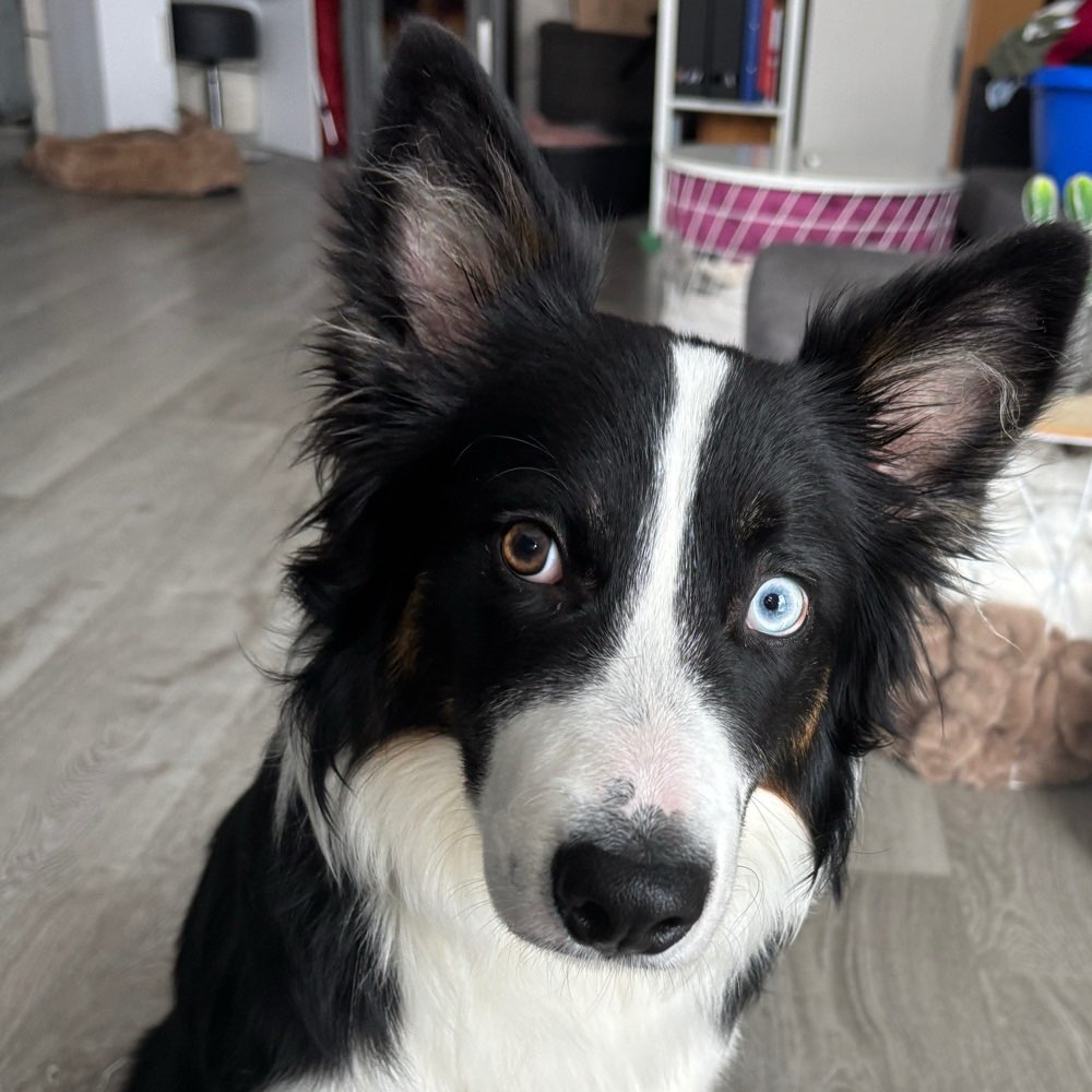 Hundetreffen-Border Collie sucht Spielkumpel-Profilbild