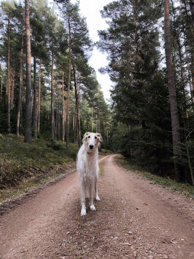 Hundetreffen-Gemeinsamer Spaziergang-Profilbild