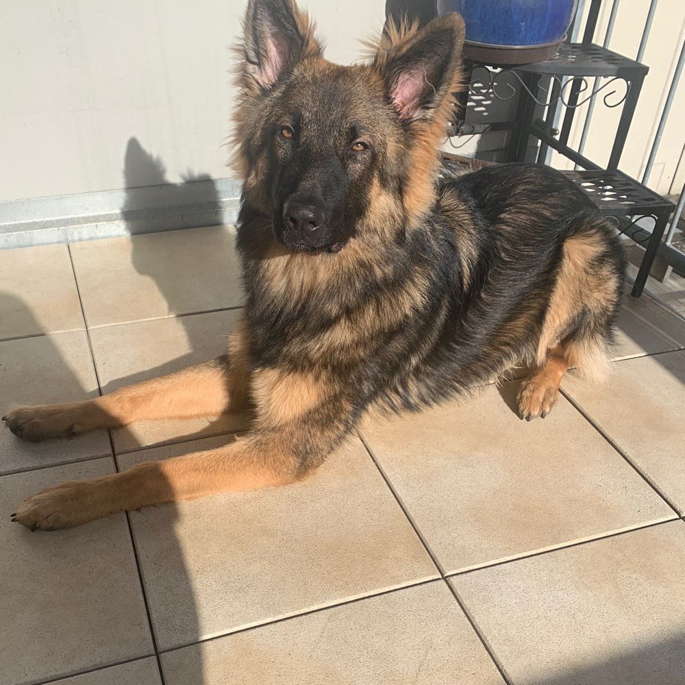 Hundetreffen-Spielrunde-Profilbild