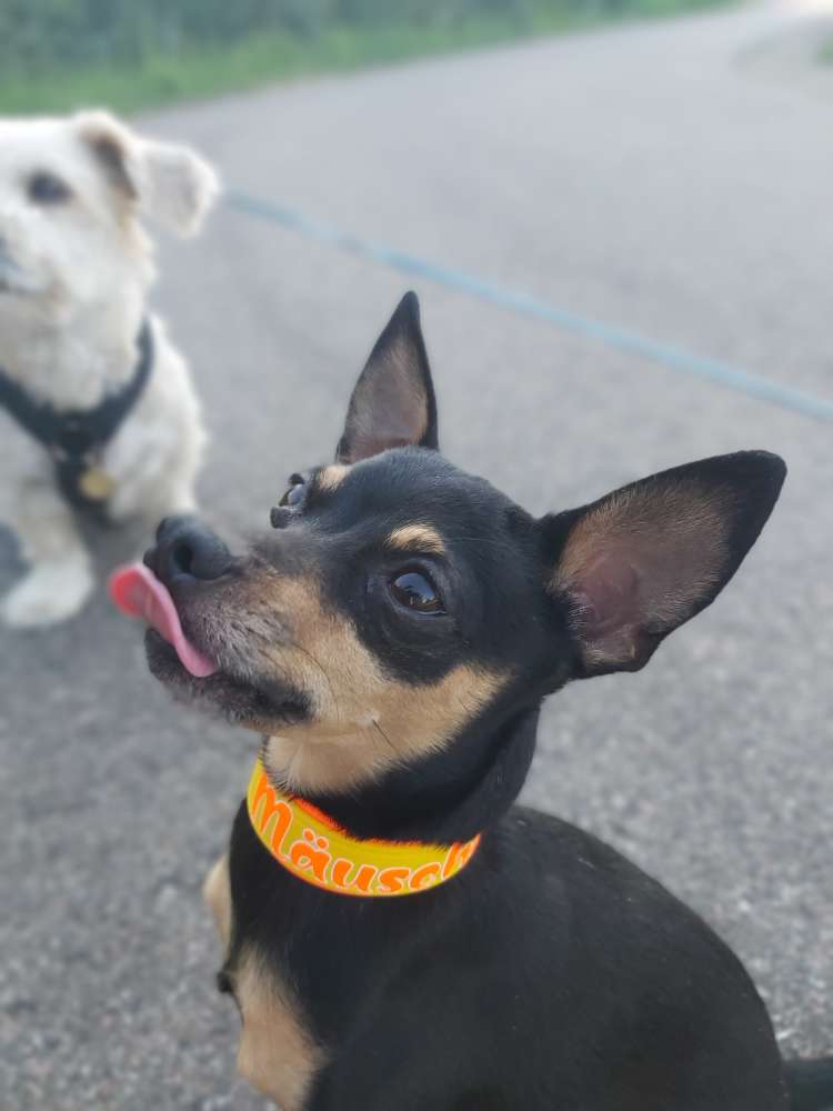 Hundetreffen-Hundetreffen in Geithain-Profilbild