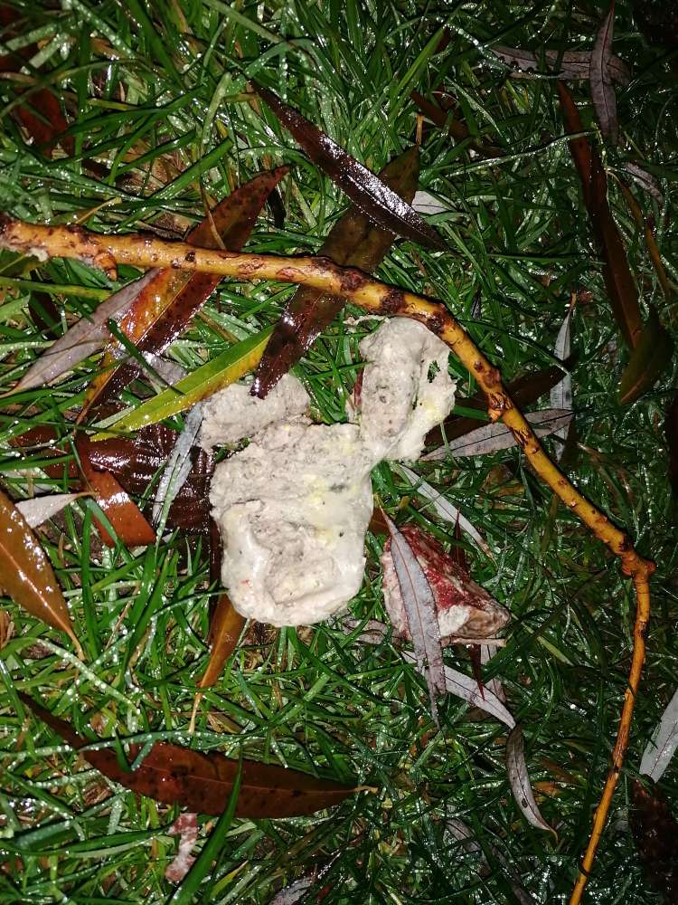 Giftköder-Verdacht auf Giftköder-Profilbild