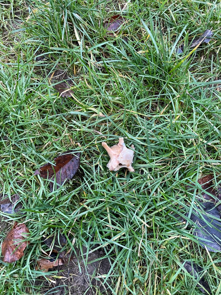 Giftköder-Knochenreste/Köder-Profilbild