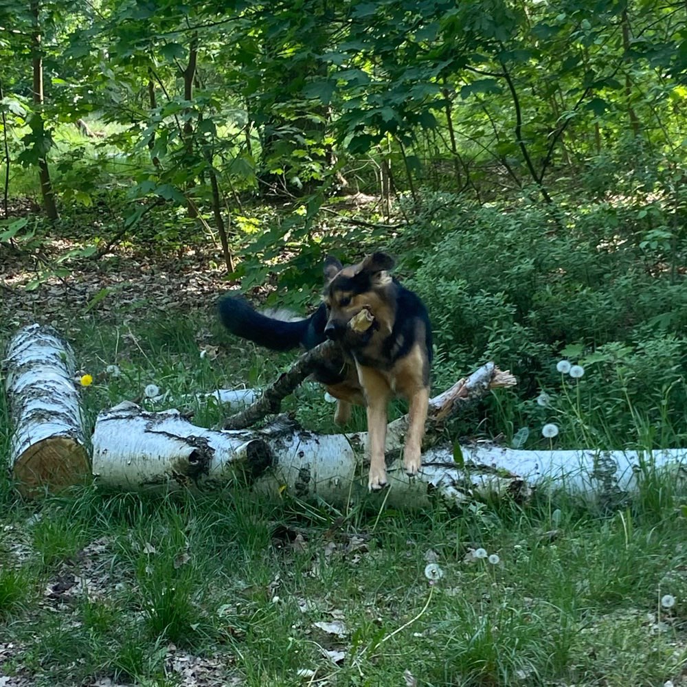 Hundetreffen-Spielfreunde-Profilbild