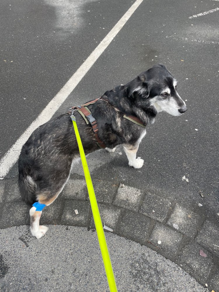 Giftköder-Dünger oder irgendwas Giftiges-Profilbild