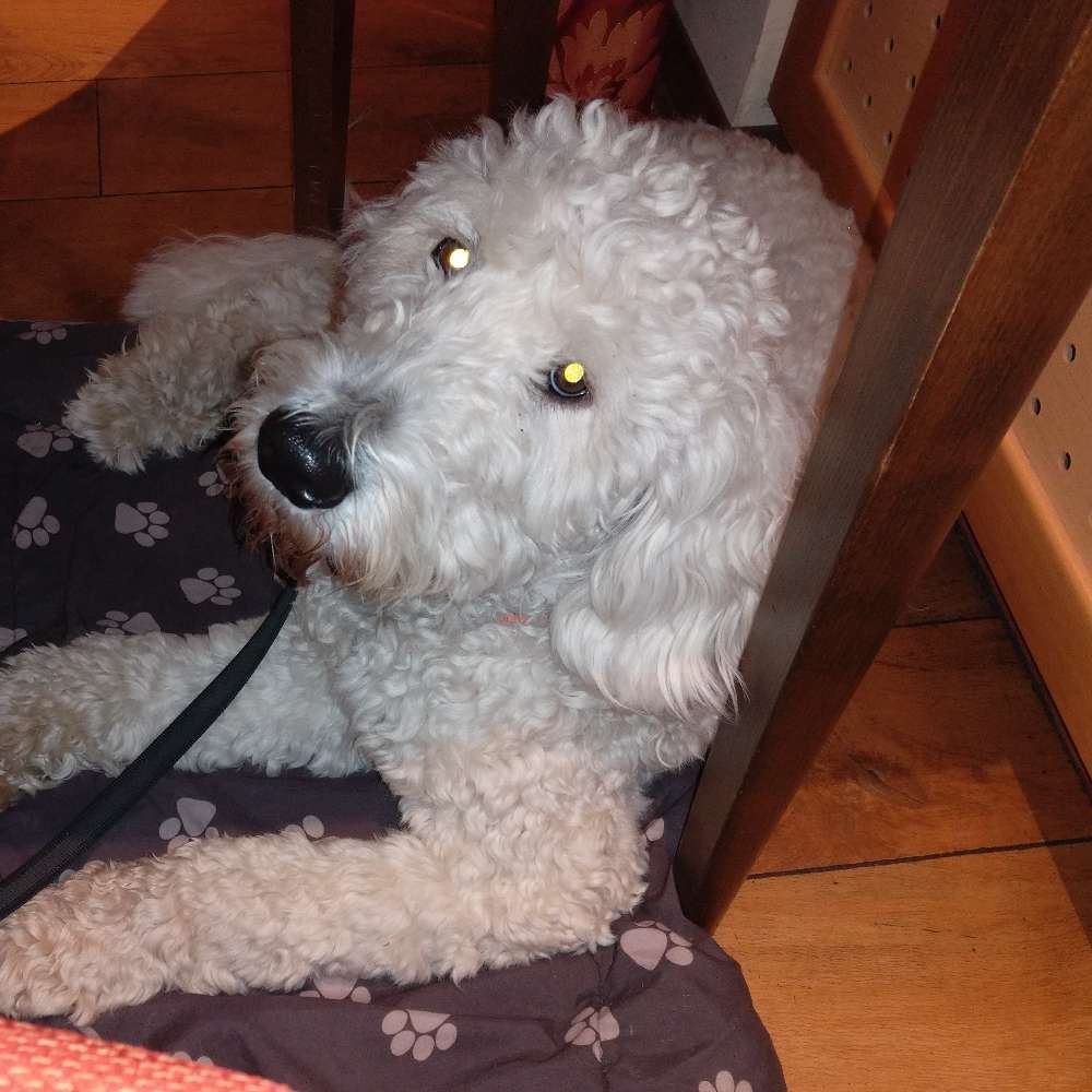 Hundetreffen-Spielrunde im Freilauf-Profilbild