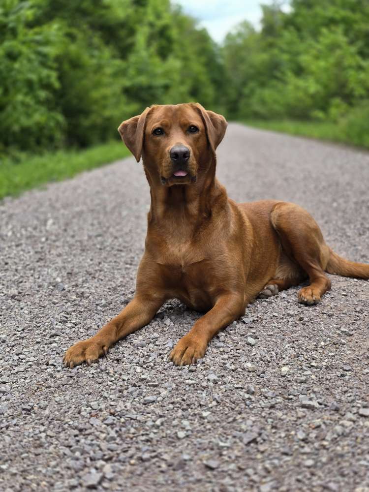 Hundetreffen-Hunde Freunde-Profilbild