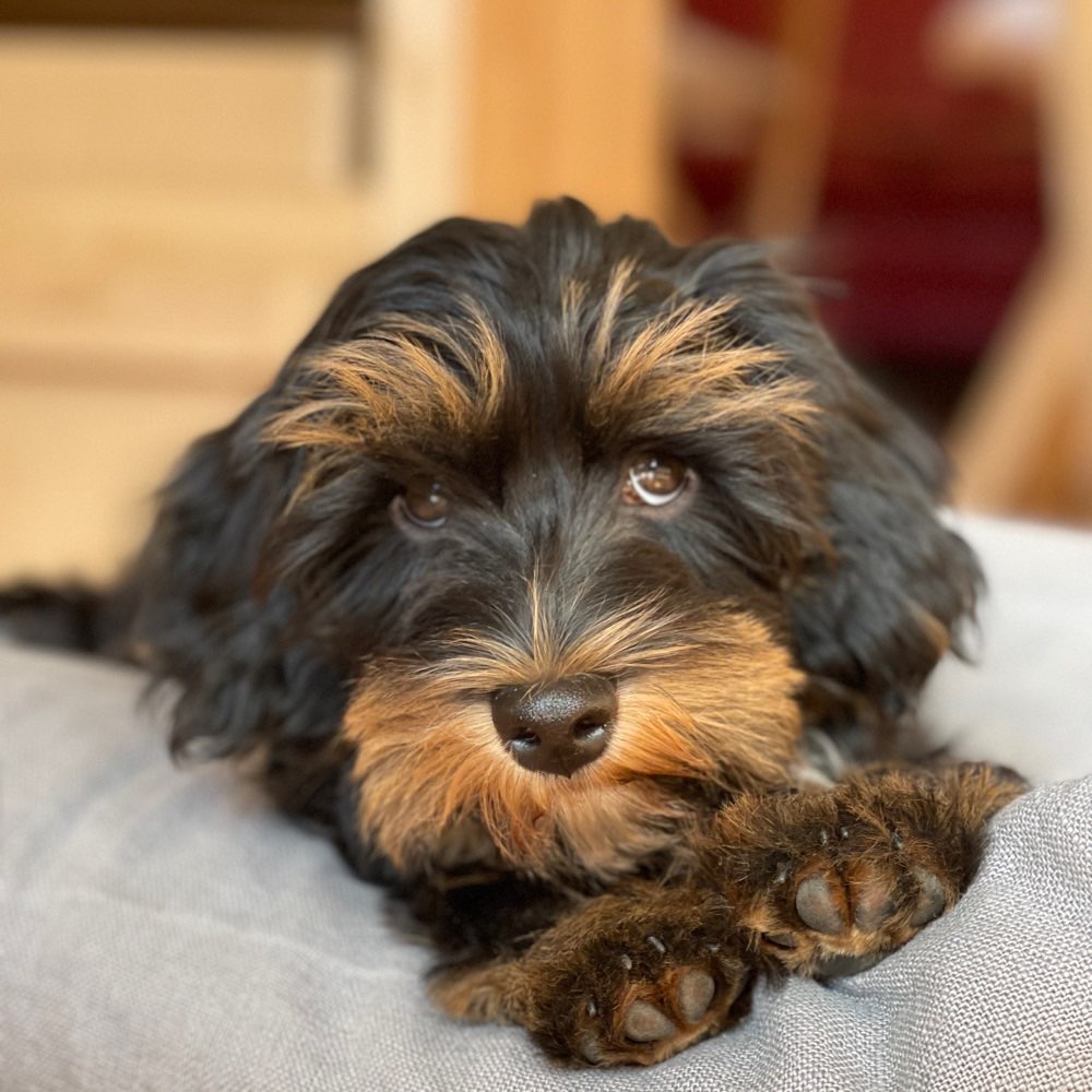 Hundetreffen-Hundebegegnung üben und neue Freunde finden-Profilbild