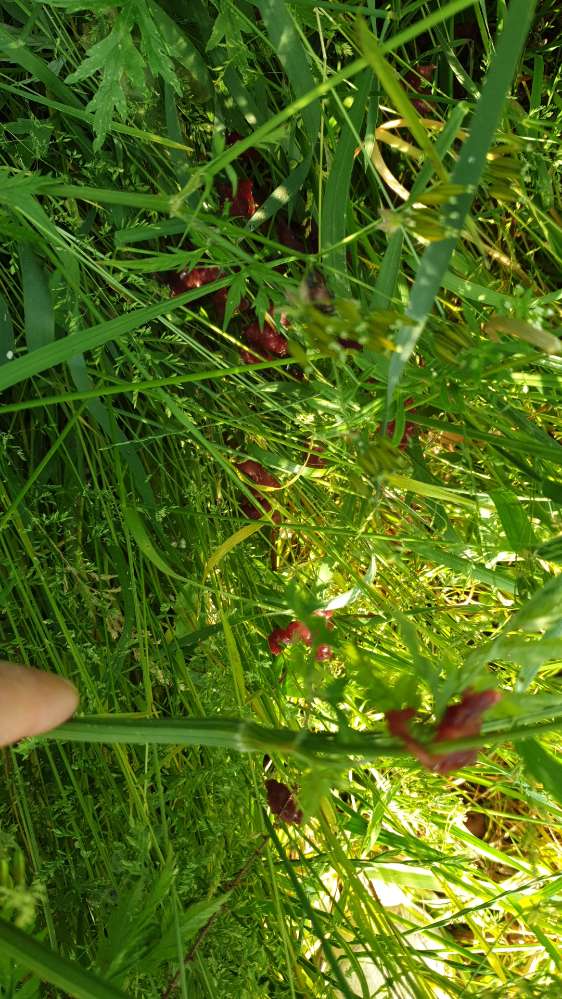 Giftköder-Vermutlich Giftköder (getr. Fleisch)-Profilbild