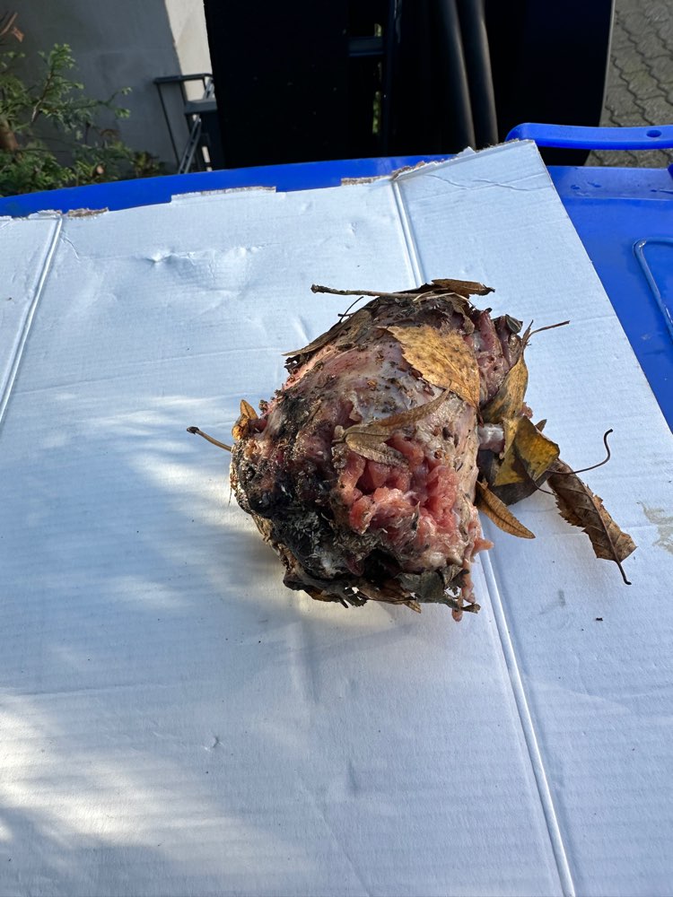 Giftköder-Giftköder  Wilhelm-Löbbe-Allee 31-Profilbild