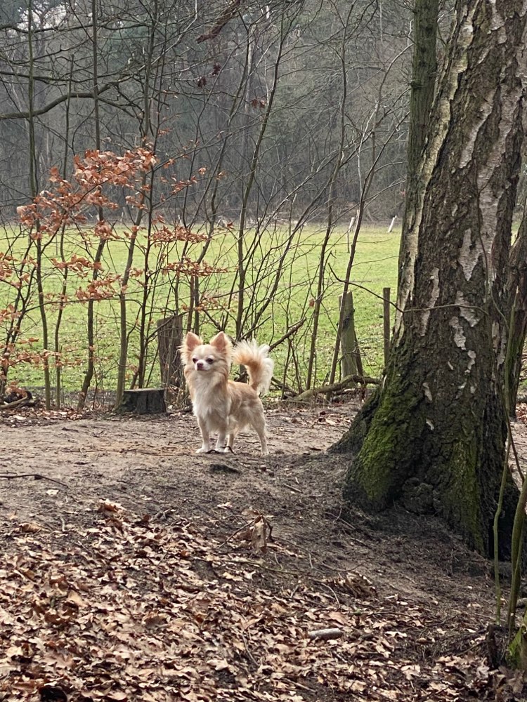 Hundetreffen-Kleine Hunde zum Gassi gehen und spielen gesucht :)-Profilbild