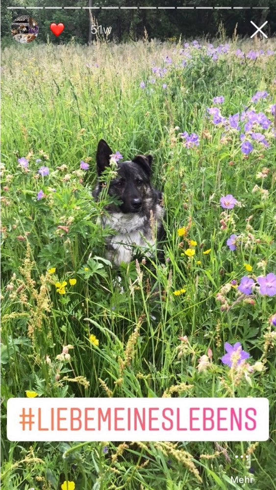 Hundetreffen-Spazieren-Profilbild