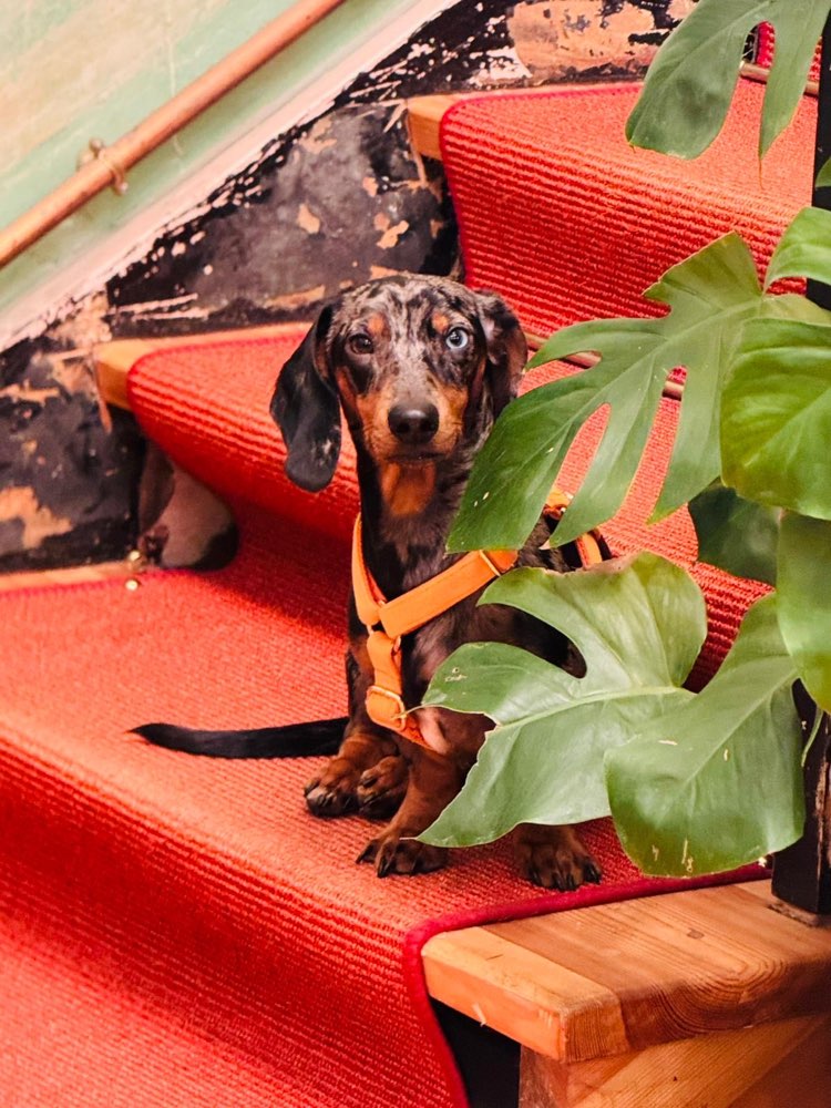 Hundetreffen-Stitch sucht Sozialkontakte-Profilbild