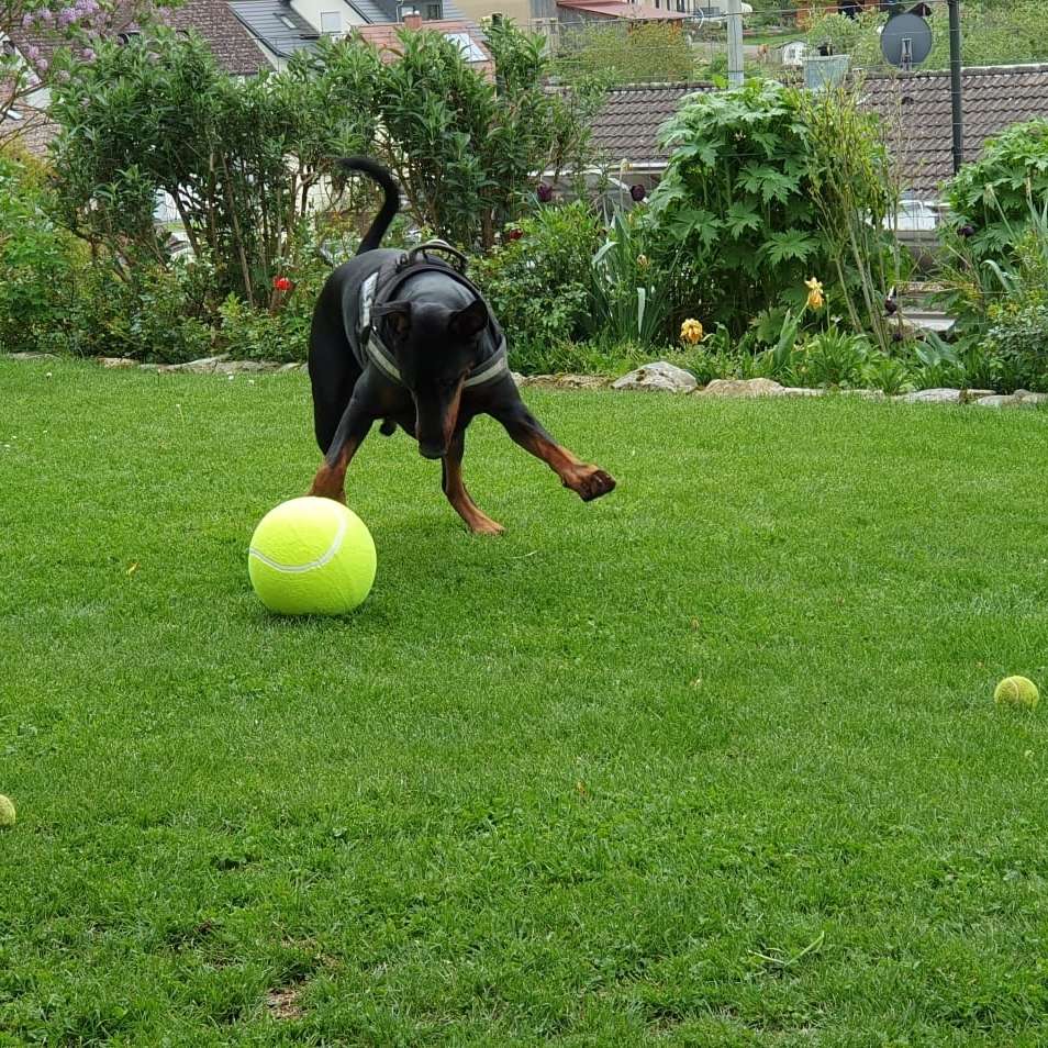 Hundetreffen-Spielen und Toben-Profilbild