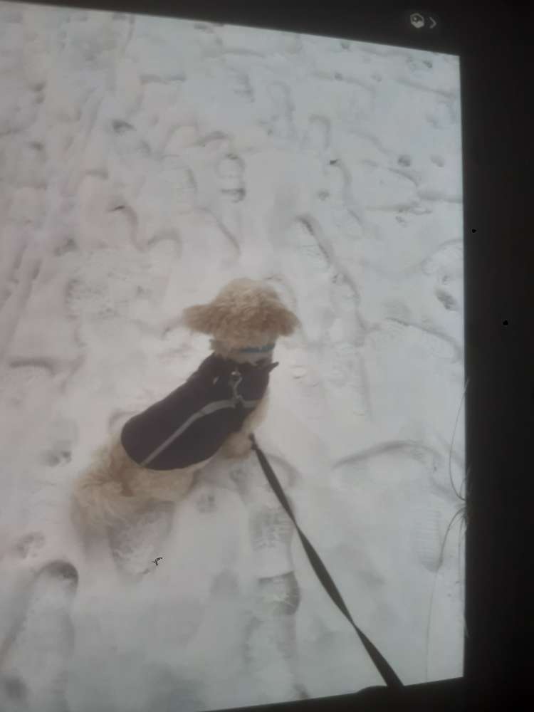 Hundetreffen-Hundetreff-Profilbild