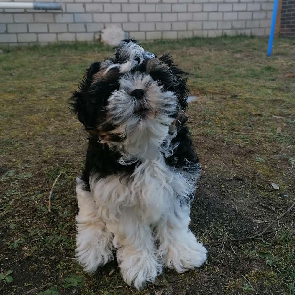 Hundetreffen-Welpentreffen-Profilbild