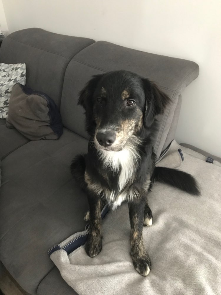 Hundetreffen-Spielgefährte gesucht-Profilbild