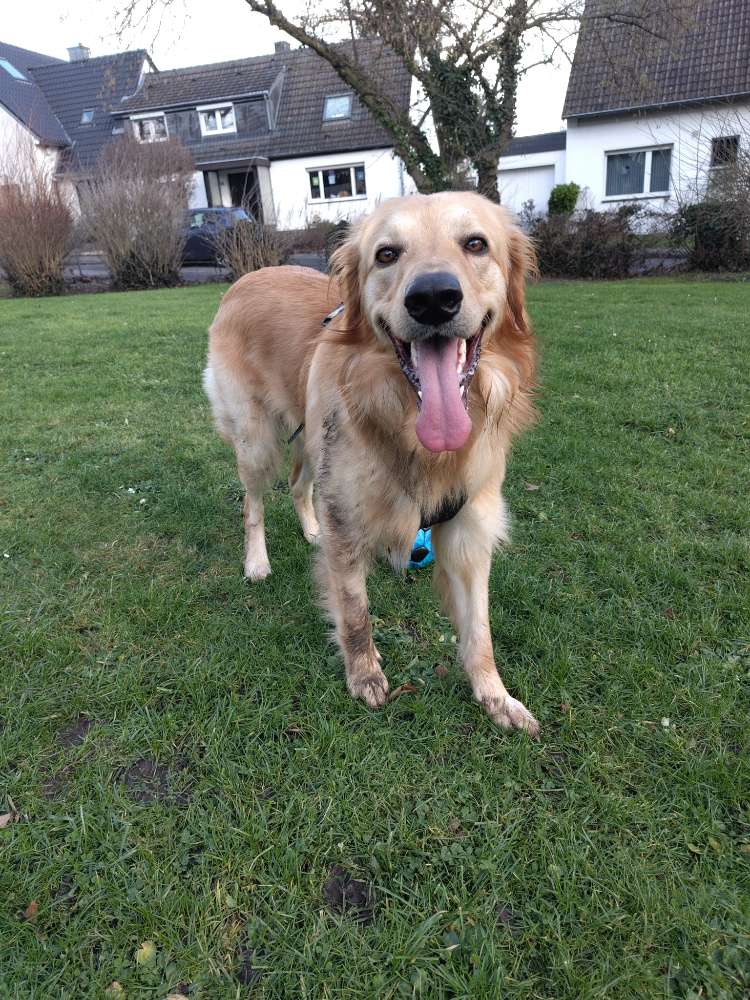 Hundetreffen-Gemeinsam Spielen und Spazieren-Profilbild