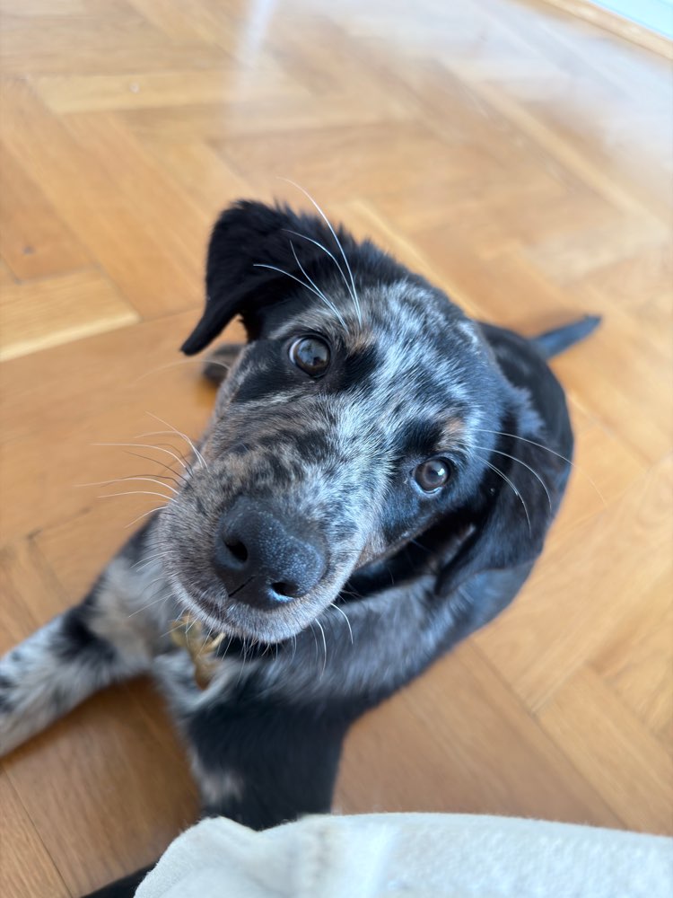 Hundetreffen-Play date/ Walk for puppies Orelliweg-Profilbild