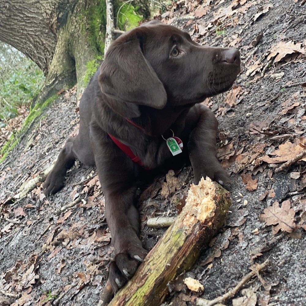 Hundetreffen-Junghundetreff-Profilbild