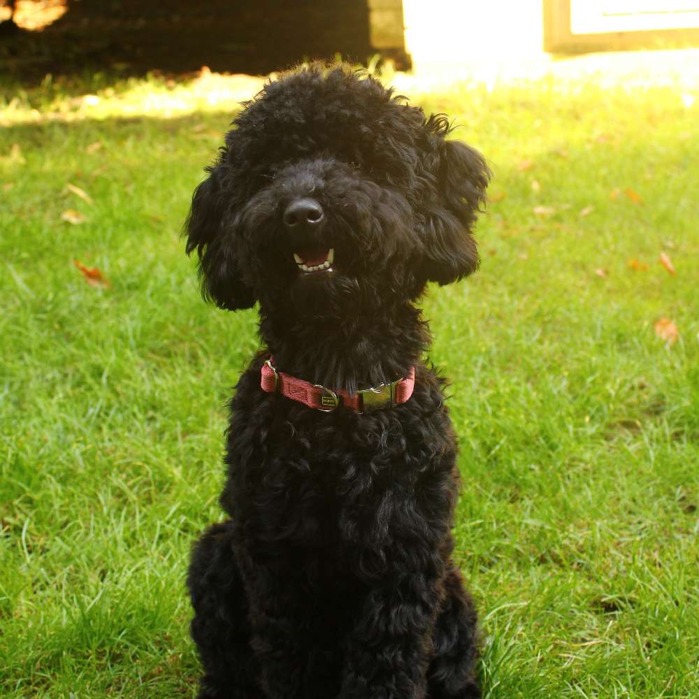 Hundetreffen-Suche Hundefreunde für Betty-Profilbild