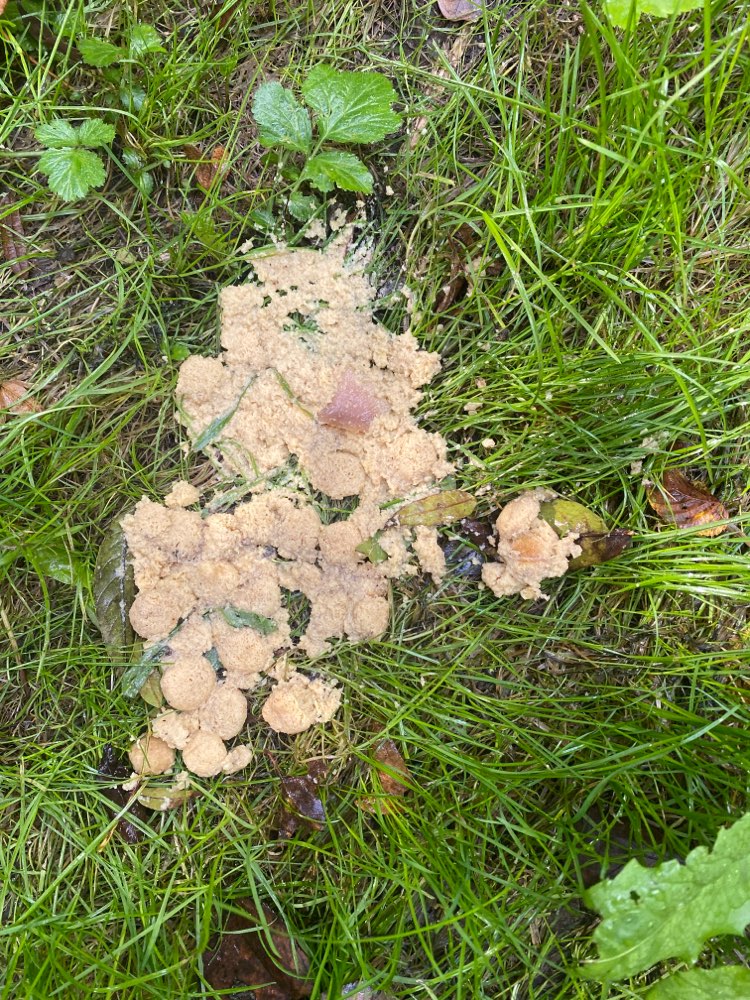 Giftköder-Futterreste - Verdacht auf Giftköder-Profilbild