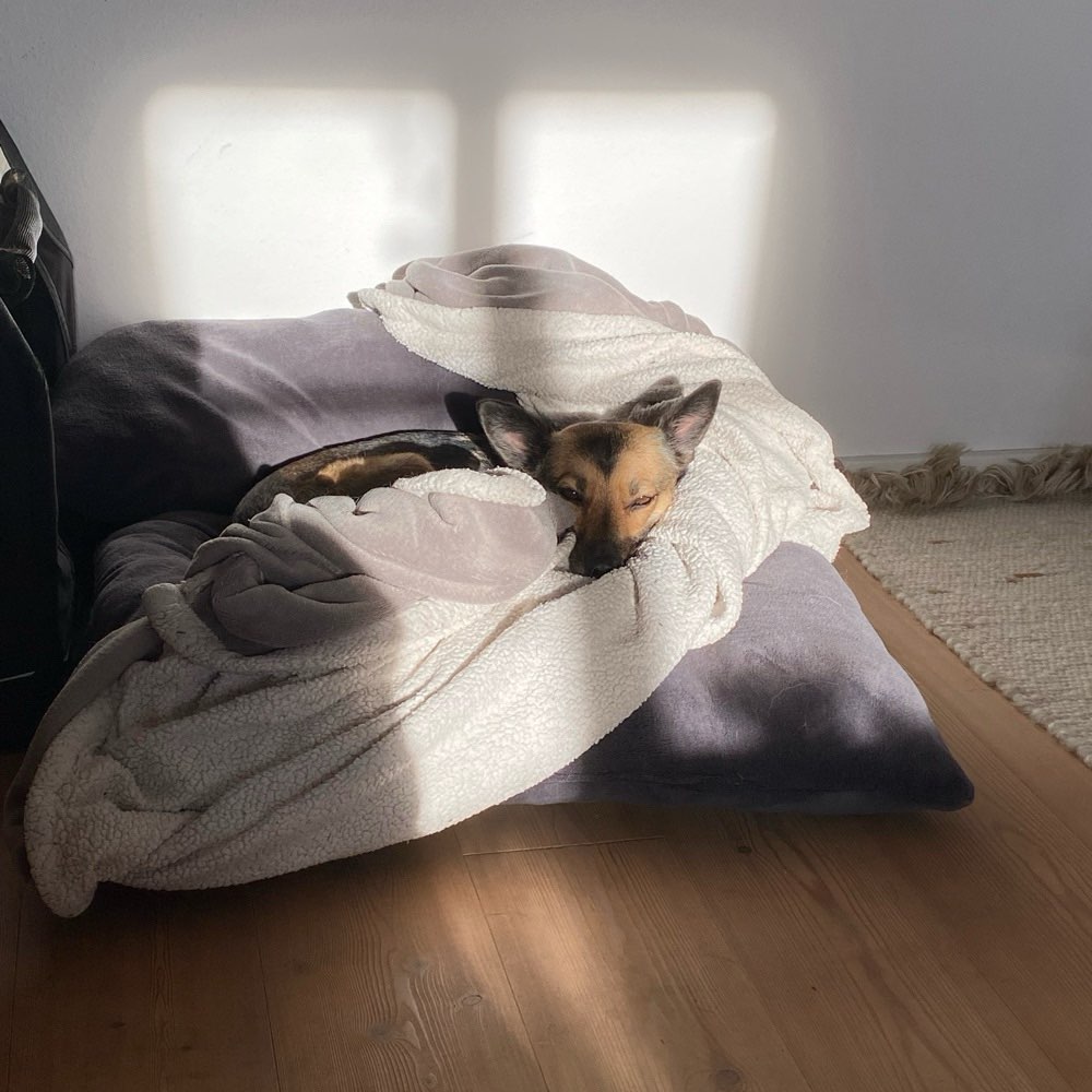 Hundetreffen-Hundekumpel gesucht-Profilbild