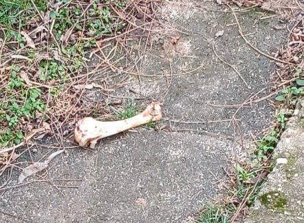 Giftköder-großer Knochen in Einfahrt-Profilbild