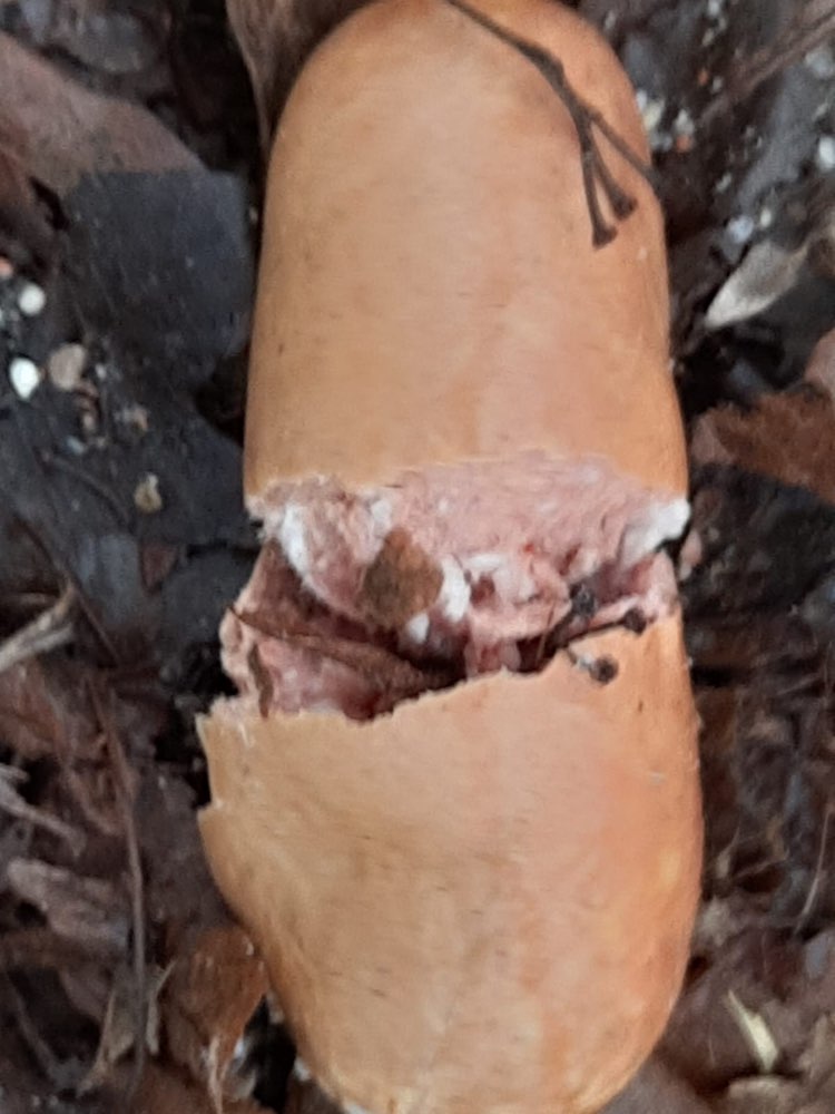 Giftköder-Giftköder Würstchen-Profilbild