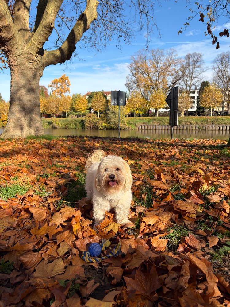 Hundetreffen-Milli sucht Spielkameraden 🐶-Profilbild