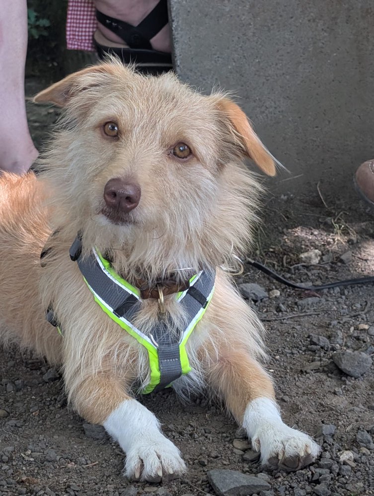 Hundetreffen-Hunde-Begegnungstraining-Profilbild